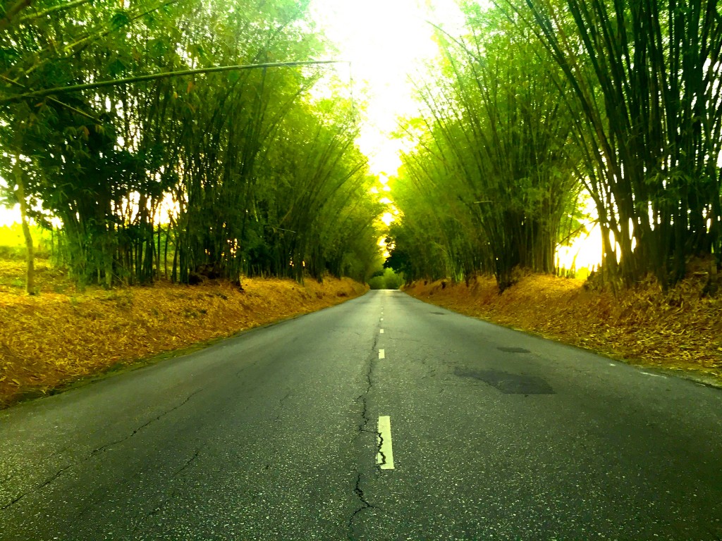 Bamboo Walk