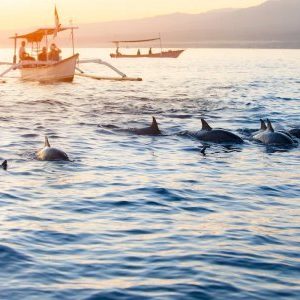 Bali dolphin tours